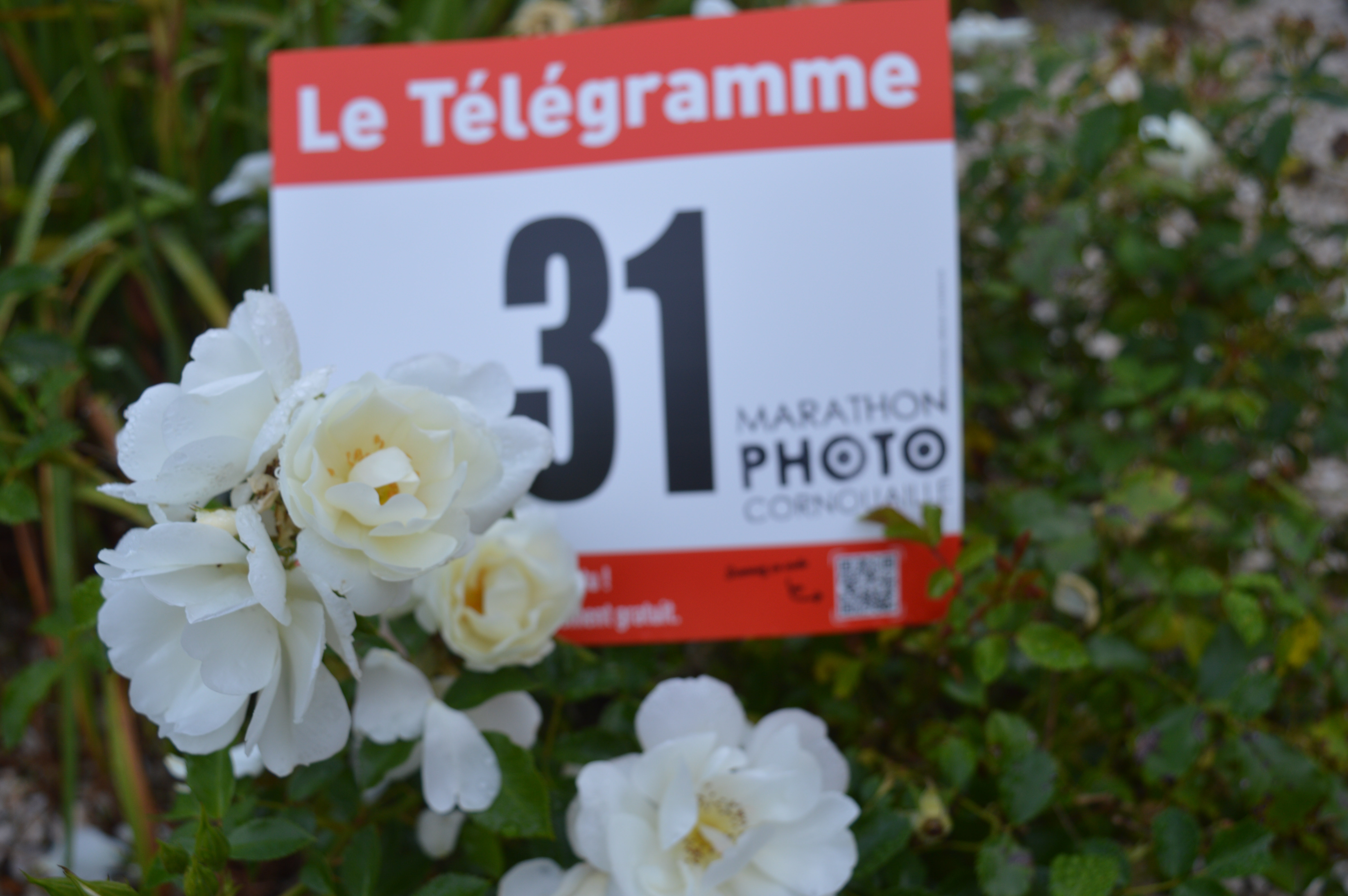 T31